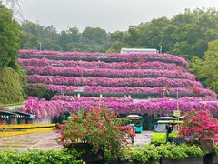 -深圳仙湖植物园
