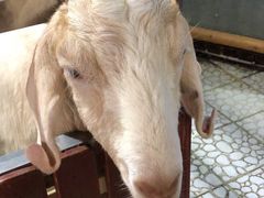 -上海大自然野生昆虫馆(东方明珠·爬宠昆虫探索中心)