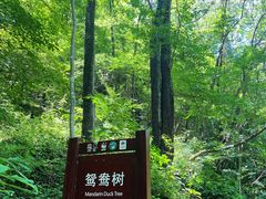 -黑河国家森林公园