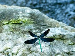 -百里山水画廊