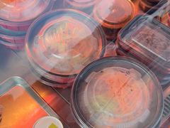 -忆江南·临江鱼馆