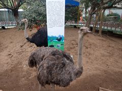 -百万葵园