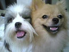 -彩虹桥宠物火化殡葬善终服务(金乐大厦店)