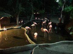 -清迈夜间动物园