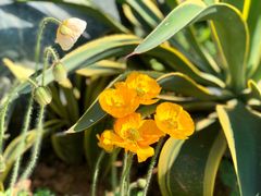 -东莞植物园
