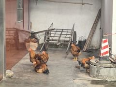 -华园农庄·特色炭烧鸡·北江河鲜