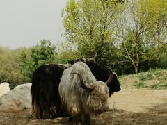 -北京野生动物园