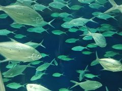 -上海海洋水族馆