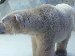 -芜湖新华联大白鲸海洋公园