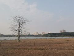 -海珠湖公园
