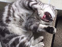 -皇冠幸福里动物奶油生日蛋糕(古田三路店)