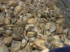 -岛中岛·海鲜大排档·万宁老字号(东澳店)