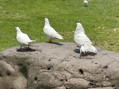 -上海野生动物园