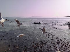 -深圳湾公园(南山区)