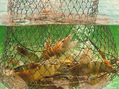 -嘻虾·钓虾工场(东莞总店)