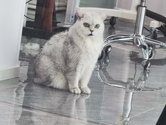 -爱洗澡的猫(望京店)