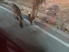 -清迈夜间动物园