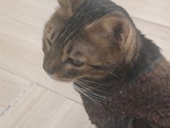 -安格丽娜·狗咖·猫咖羊驼咖(春熙路百盛商场店)