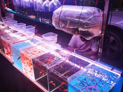 -中环花鸟鱼虫市场