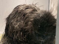 -BABIT巴比特宠物(MOMOPARK店)