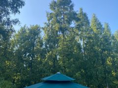 -黄海国家森林公园