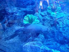 -迪拜水族馆及水下动物园