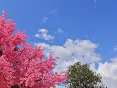 -广东圆玄道观