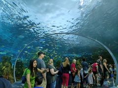 -瑞普利水族馆