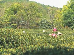 -中国茶叶博物馆(双峰馆区)