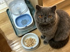 -滚猫咖啡·猫咖·猫友好撸猫(未来城店)