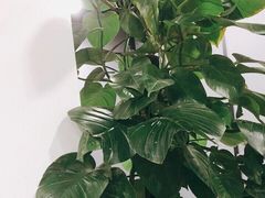 -听涛雅苑百味饺子老家菜馆