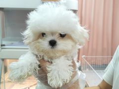 -翊宠yipet猫狗购宠庄园犬舍•猫舍