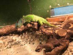 -上海大自然野生昆虫馆(东方明珠·爬宠昆虫探索中心)