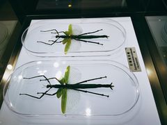 -上海昆虫博物馆