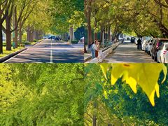 -三里屯东五街银杏大道