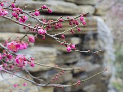 -无锡梅园公园