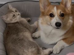 -纳吉亚猫专科动物诊疗中心(蒋宅口分院)