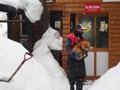 -宫城藏王狐狸村