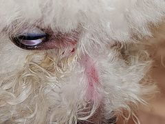 -贝康宠物医院·犬猫全科·小动物特色诊疗中心(东环路店)