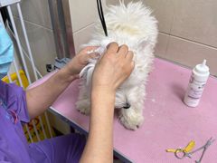 -北京观赏动物医院·24小时大型综合·猫专科·异宠专科