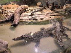 -正佳雨林生态植物园