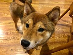 -柴务处·柴犬主题狗咖