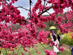 -桃源山庄·水蜜桃采摘·柴火鸡·烧烤团建(龙泉山店)