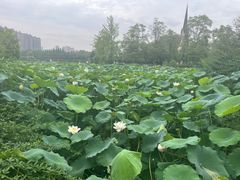 -成都南湖公园