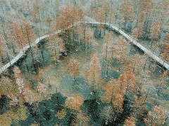 -池杉湖湿地公园