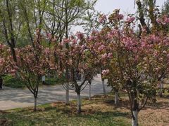 -长白岛森林公园