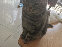 -平行世界·猫咖(首经贸店)