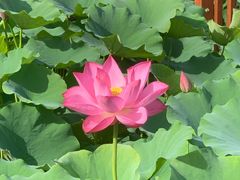 -莲花池公园