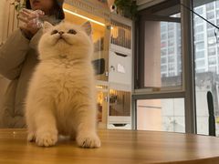 -柚子猫舍·精品猫舍购猫·猫咪认养·购宠·宠物店
