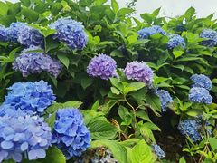 -沐川竹海旅游景区